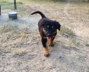 Strella Zorro Dogsavior Juli19