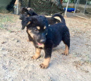 Strella Zorro Dogsavior Juli19 1