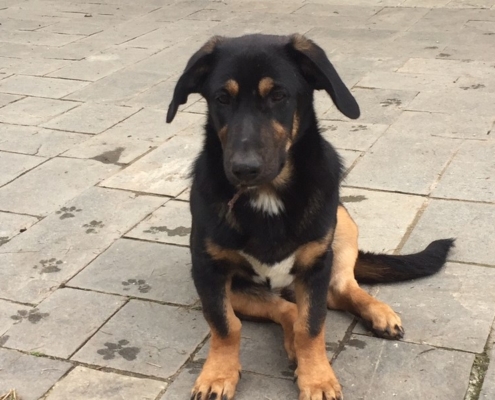Tito Zorro dogsavior Homepage Nov.2019