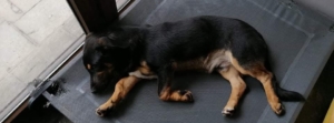 Tito Zorro dogsavior Homepage Nov.20192