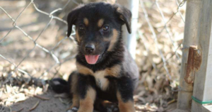 Tito Zorro Dogsavior Beitragsbild Juli19