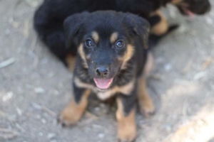 Tito Zorro Dogsavior Juli19