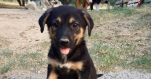 Will Zorro Dogsavior Beitragsbild Juli19