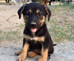 Will Zorro Dogsavior HP Juli19