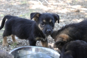 Will Zorro Dogsavior Juli19