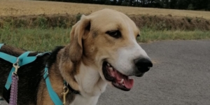 Bambam Tierschutz Rüde Aerzen e1567077287539