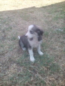 Emma Zorro Dogsavior 1 Aug19