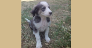 Emma Zorro Dogsavior Beitragsbild Aug19