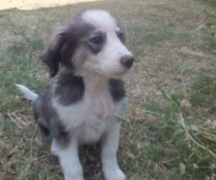 Emma Zorro Dogsavior HP Aug19