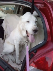 Goliath Zorro Dogsavior Aug19