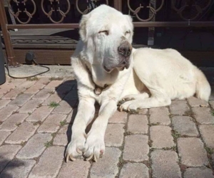 Goliath Zorro Dogsavior Aug19 1 e1566157091986