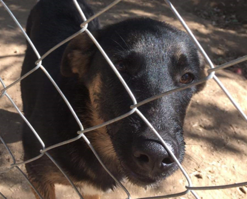 Kitti Zorro Dogsavior Okt 19 BHP