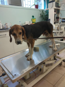 Rigas Zorro Dogsavior Aug19