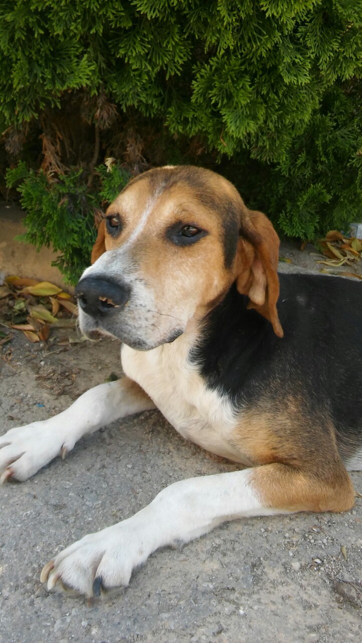 Rigas Zorro Dogsavior Aug19