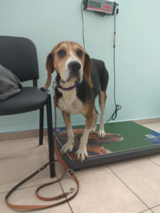 Rigas Zorro Dogsavior Aug19