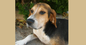 Rigas Zorro Dogsavior Beitragsbild Aug19