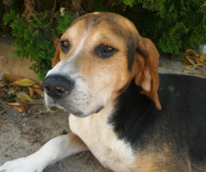 Rigas Zorro Dogsavior HP Aug19