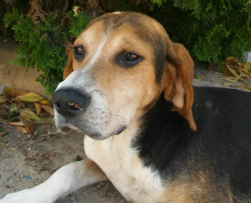 Rigas Zorro Dogsavior HP Aug19