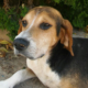 Rigas Zorro Dogsavior HP Aug19