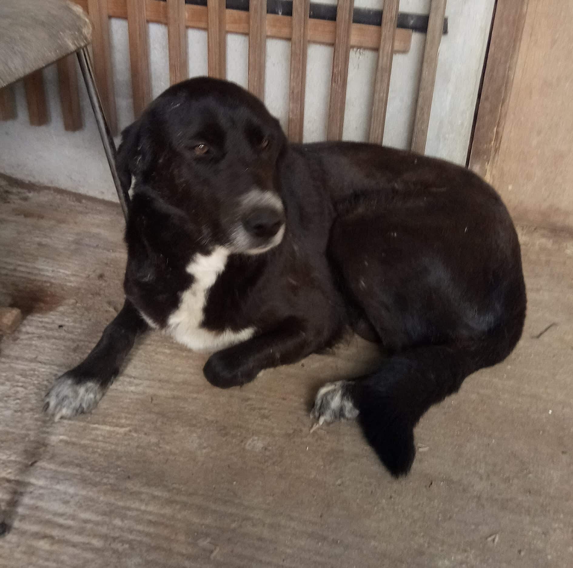 Salie Zorro Dogsavior 1 Aug19