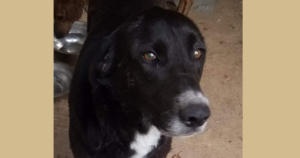 Salie Zorro Dogsavior Beitragsbild Aug19