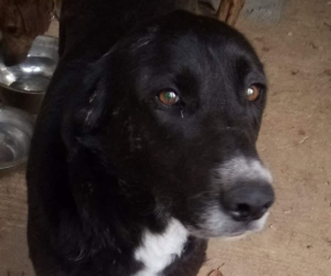 Salie Zorro Dogsavior HP Aug19