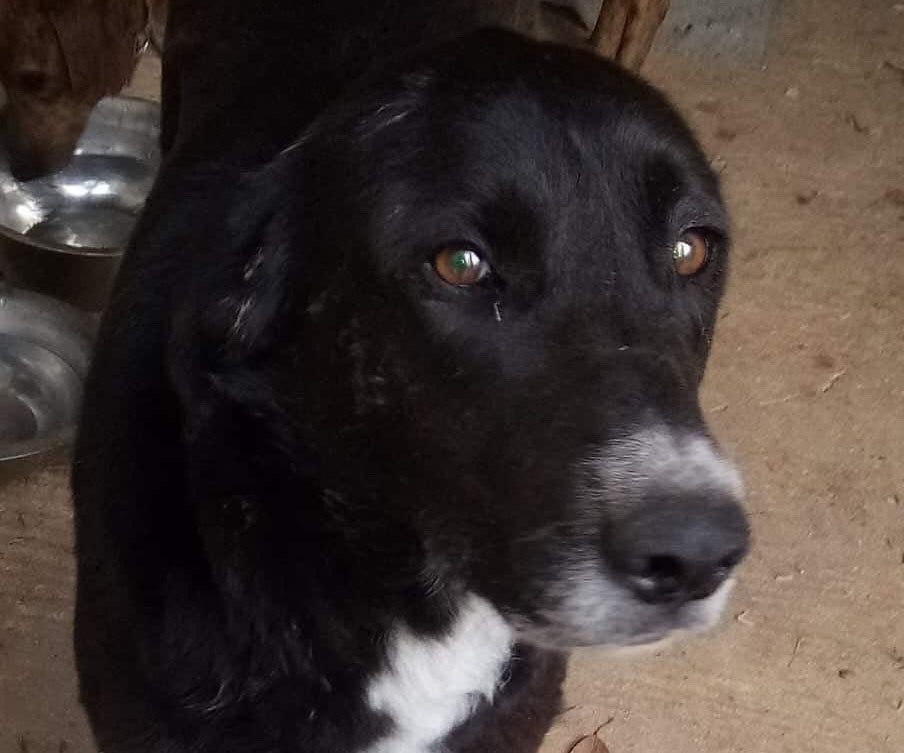 Salie Zorro Dogsavior HP Aug19