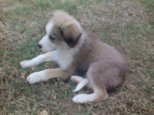 Sammy Zorro Dogsavior 1 Aug19