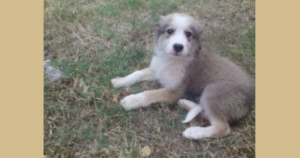 Sammy Zorro Dogsavior Beitragsbild Aug19
