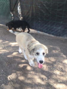 Sammy Zorro Dogsavior Beitragsbild Okt19  2