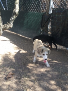 Sammy Zorro Dogsavior Beitragsbild Okt19 