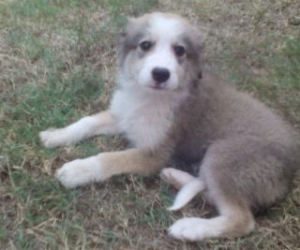 Sammy Zorro Dogsavior HP Aug19