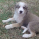 Sammy Zorro Dogsavior HP Aug19