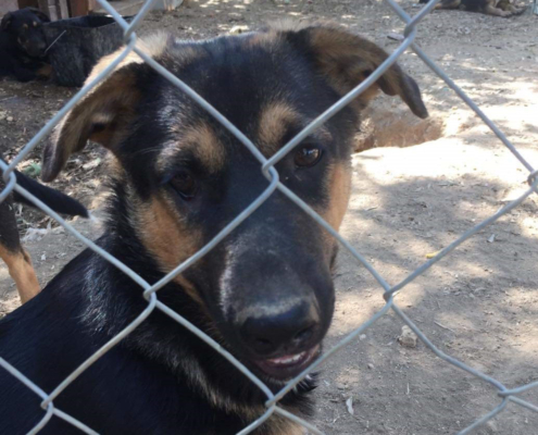 Will Zorro Dogsavior HP Okt19