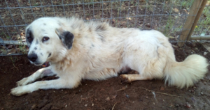 Brenda Zorro Dogsavior Sept19