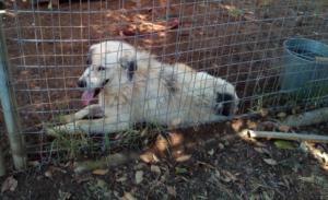 Brenda Zorro Dogsavior Sept19