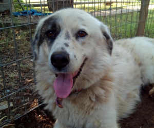 Brenda Zorro Dogsavior Sept19 HP