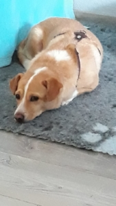 Daniel Zorro DogsaviorHP Nov19