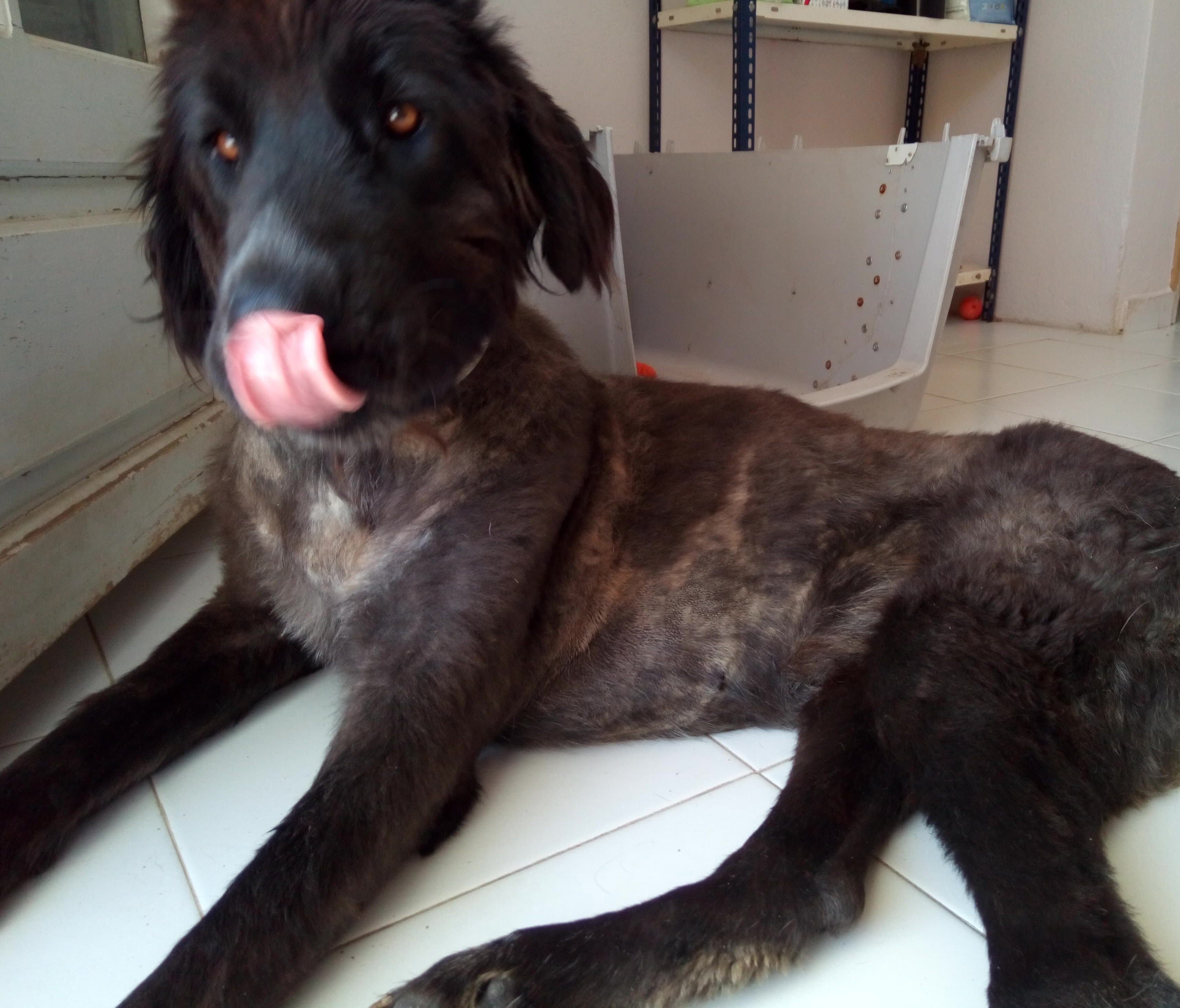 Greta Zorro Dogsavior Sept19