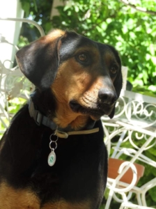 Margarita Zorro Dogsavior Sept19
