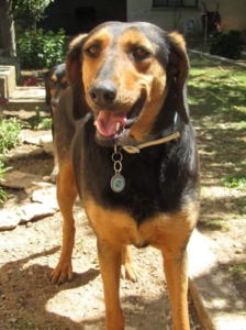 Margarita Zorro Dogsavior Sept19 2