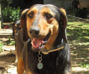 Margarita Zorro Dogsavior Sept19 HP