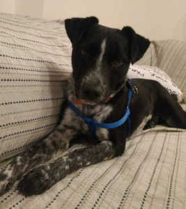 Monty Zorro Dogsavior Sept19