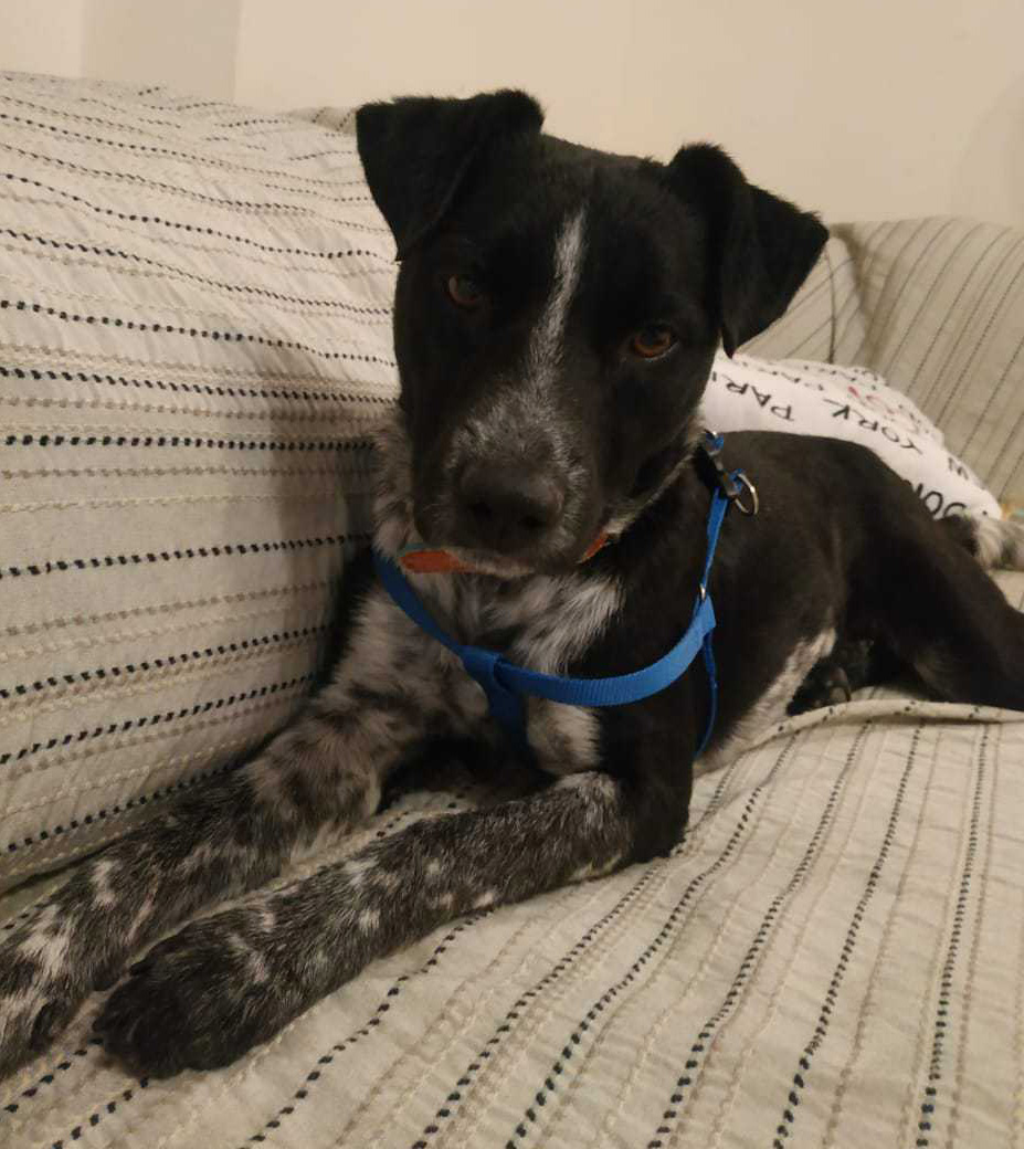 Monty Zorro Dogsavior Sept19