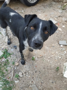 Monty Zorro Dogsavior Sept19