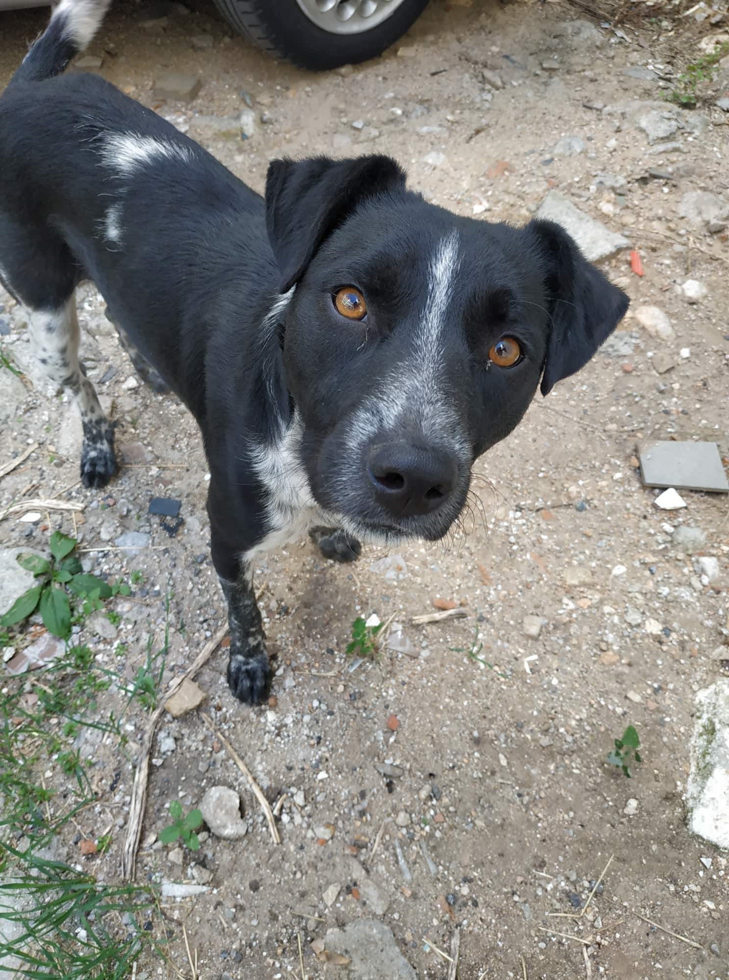 Monty Zorro Dogsavior Sept19 