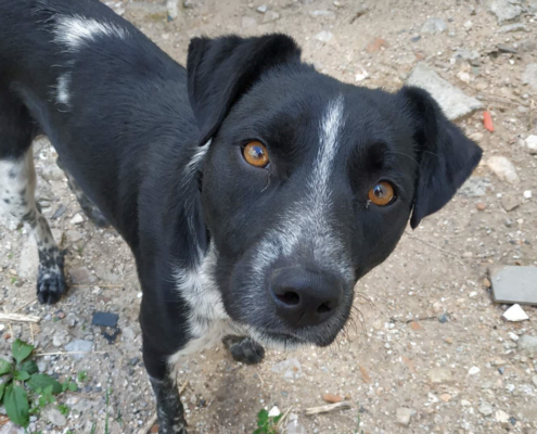 Monty Zorro Dogsavior Sept19 HP