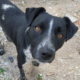 Monty Zorro Dogsavior Sept19 HP