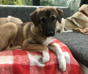 Ace Zorro Tierschutz