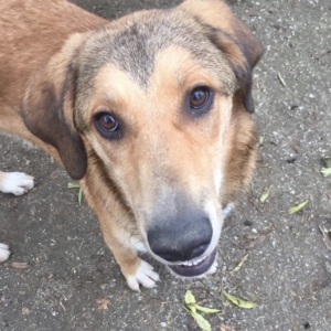Bailey Zorro Dogsavior HP nov19 e1573642360550